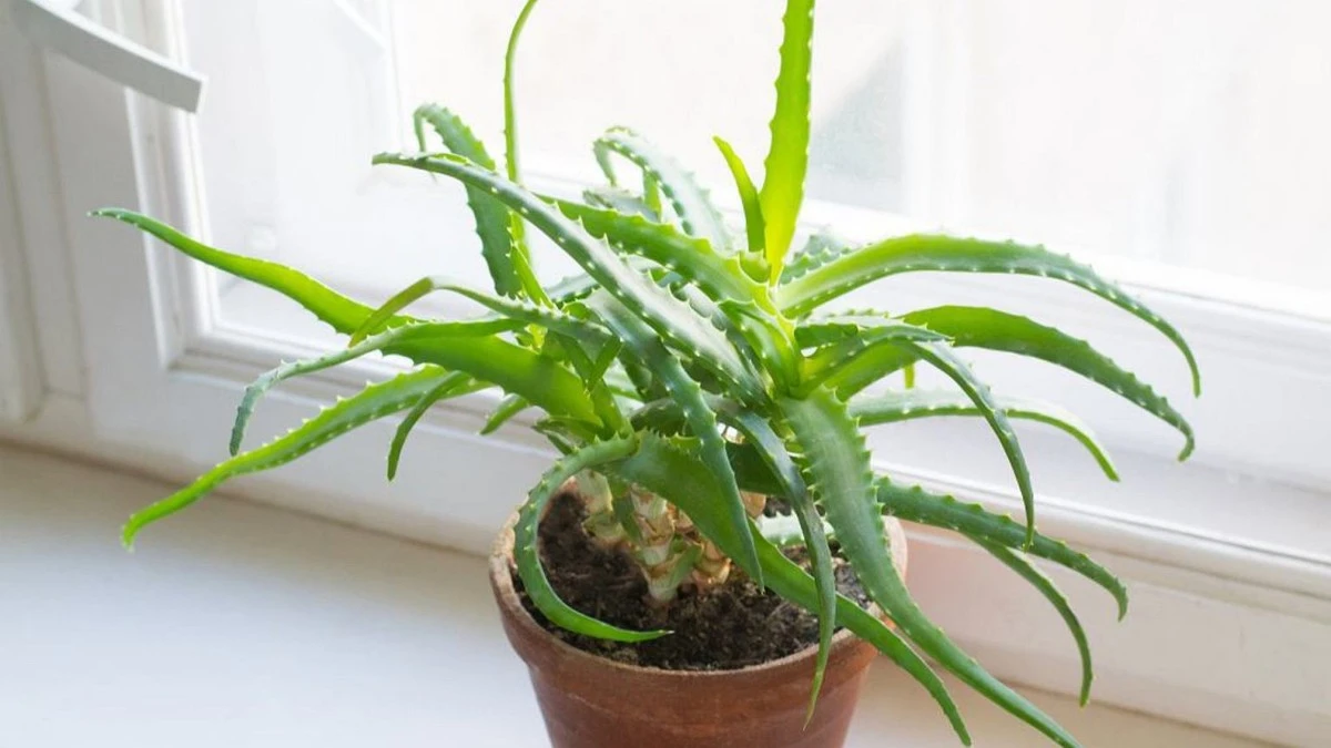 Dlaczego twój aloes marnieje? Prosty sekret podlewania, który odmieni roślinę