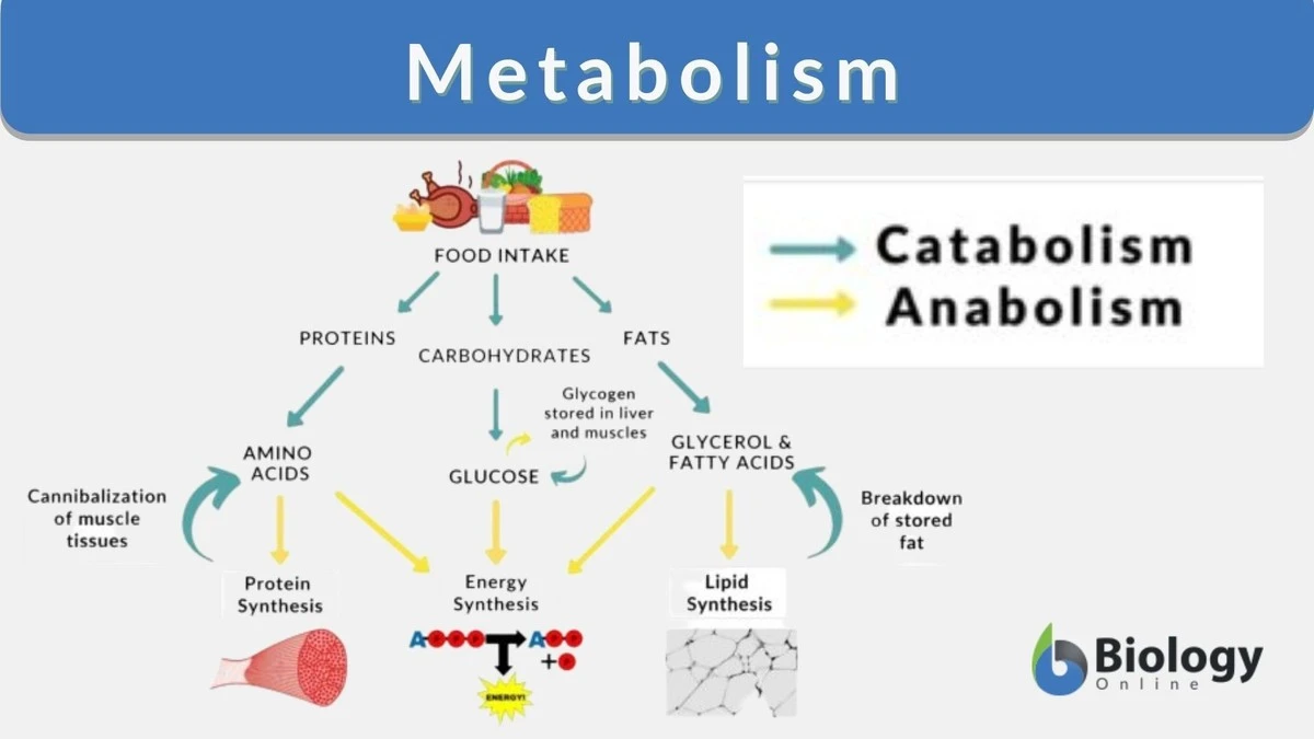 czytwojmetaboli-extra-1.webp Czy Twój metabolizm przyspiesza w zaskakujące sposoby? Nauka ma dla Ciebie niespodziankę - image 1