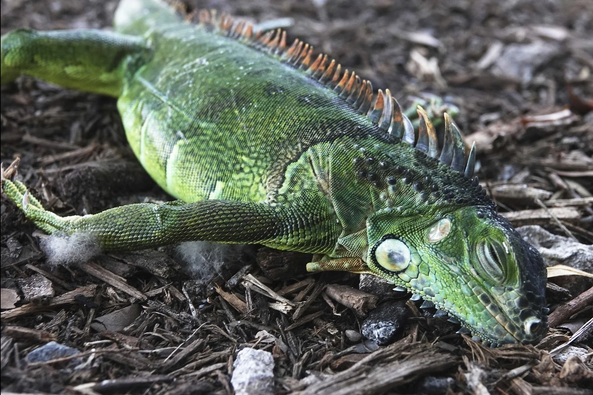 iguanyspadajazd-extra-1.webp Iguany spadają z drzew na Florydzie. Ameryka Południowa mierzy się z rekordowym zimnem. - image 1