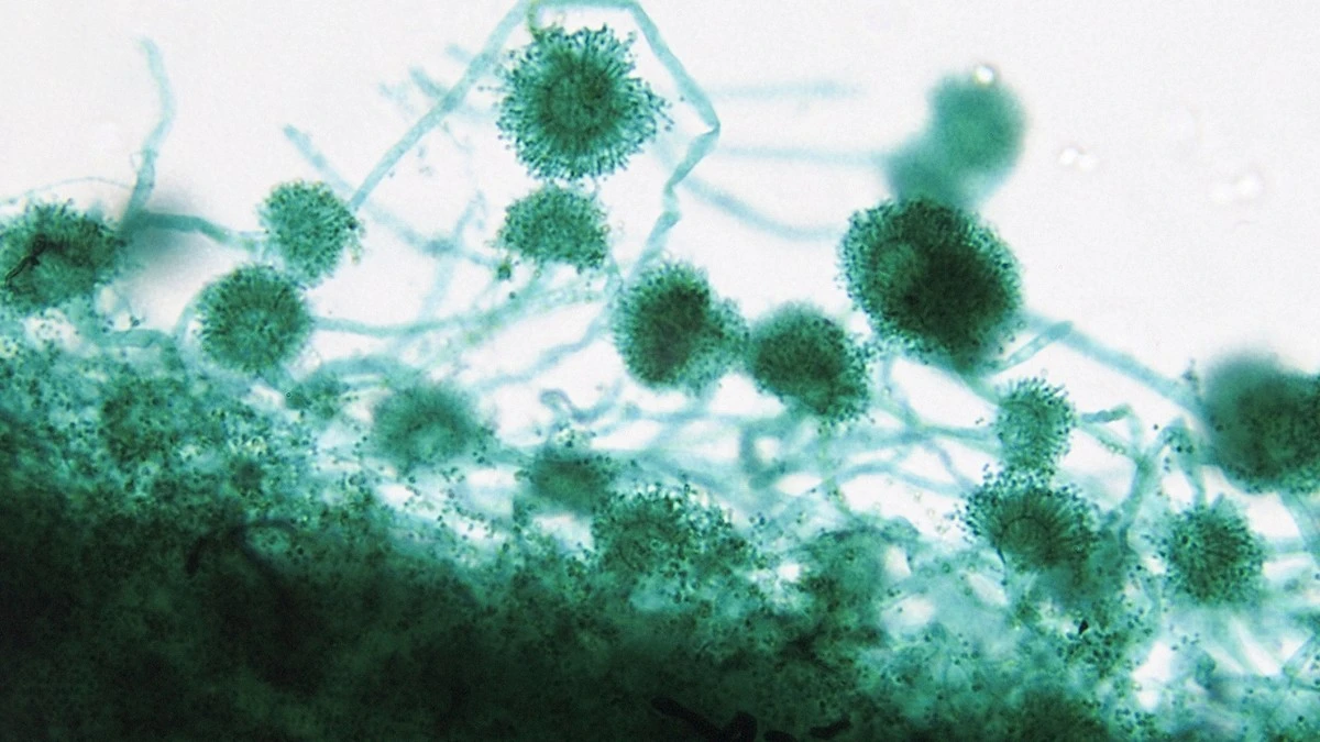 Zwykła pleśń zabija w szpitalach. Toksyny Aspergillus i szokujące żniwo na oddziale transplantologii